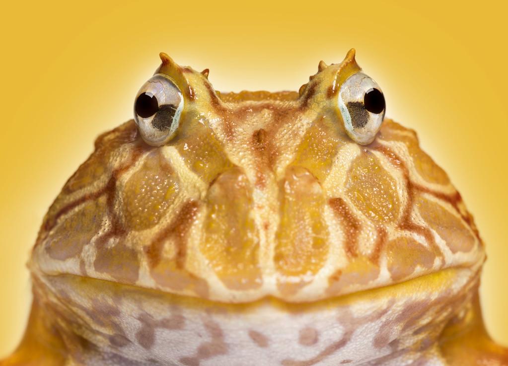 面对,ceratophrys 蛙阿根廷角蛙的特写镜头
