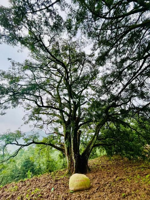 原来要上百年一棵香榧树才能结果 所以才叫坚果里的爱马仕…#香榧