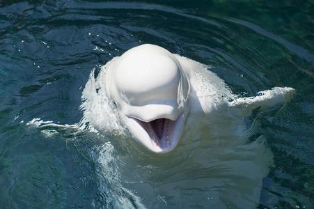 看着你在深蓝色的大海中孤立的白海豚白鲸照片