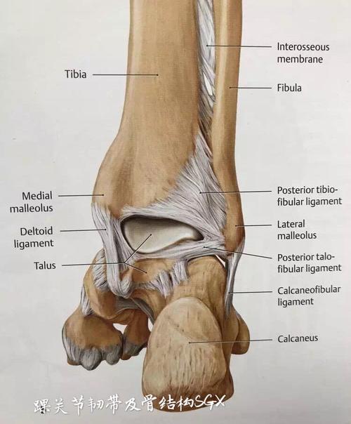 看看韧带结构很多,因此没有骨折也要重视,有可能韧带撕裂严重扭伤导致