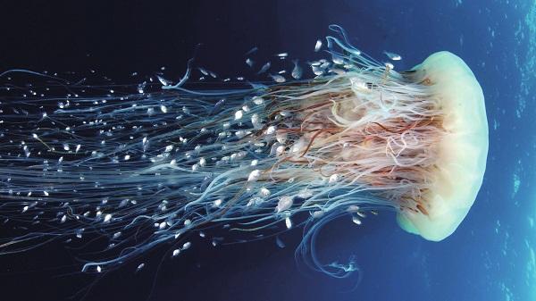 大海中的精灵——水母