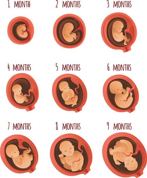 胚月期发育妊娠胎儿图片素材