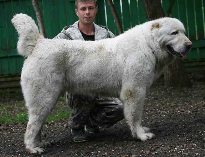 出售:俄罗斯西灰血系3岁母犬一条高度77厘米(2013年6月7日)