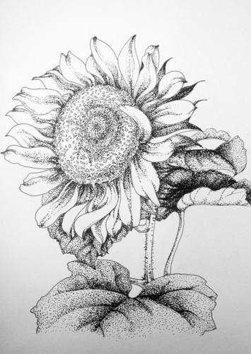 向日葵简笔画怎么画素描简单好看唯美向日葵简笔画铅笔素描