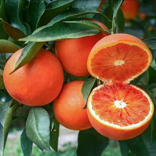 四川塔罗科玫瑰血橙新鲜水果资中血橙薄皮多汁塔罗科玫瑰香橙代发