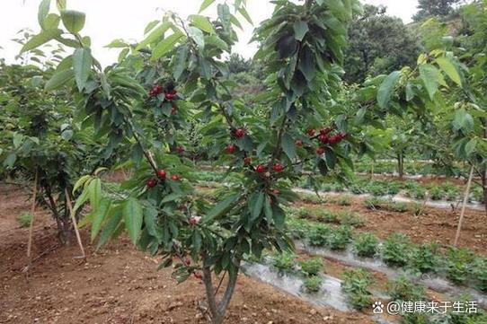 樱桃的养殖方法与技巧从入门到精通需要掌握4大要素