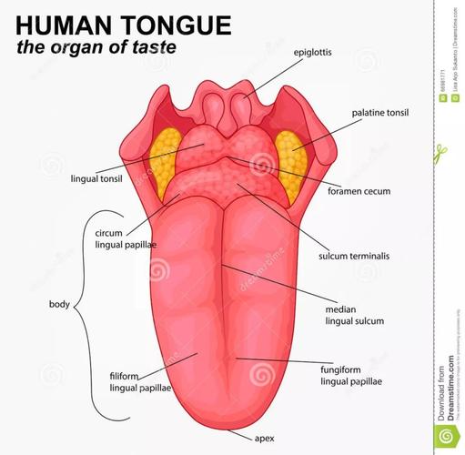 舌运动障碍的临床表现