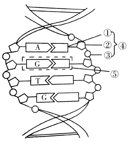 高考生物大一轮复习第三章第2-4节dna分子的结构,复制及基因是有遗传