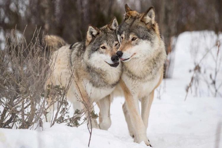 谁会拒绝两只爱贴贴的狼呢