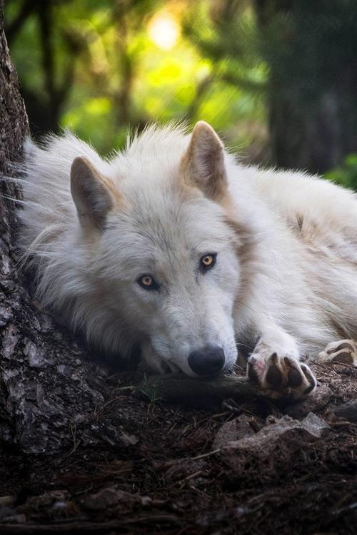 白狼睡觉,看,森林