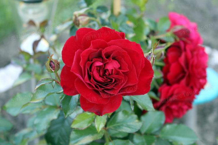 鲜红玫瑰花唯美图片