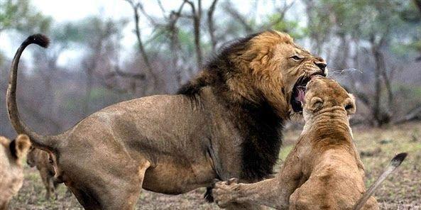 雄狮跟雌狮发生争斗雄狮被打掉了牙网友奇耻大辱呀