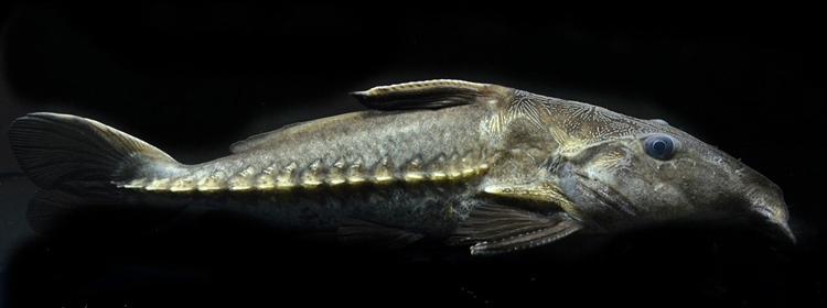 武士鱼活体艾温艾尔温尼铁甲海豚长须铁甲底层大型鱼鲶鱼 铁甲武士 普