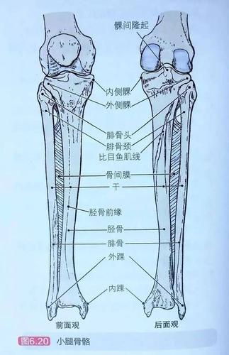 解剖学操作指南小腿后外侧骨筋膜鞘