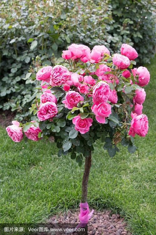 花园里有一棵长着粉红色玫瑰的玫瑰树