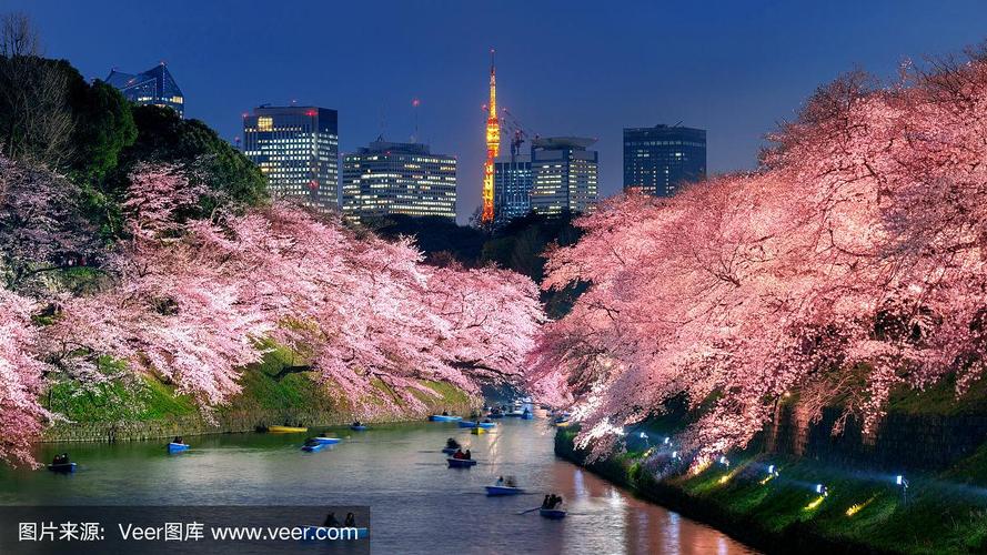 日本东京千鸟渊公园的樱花.