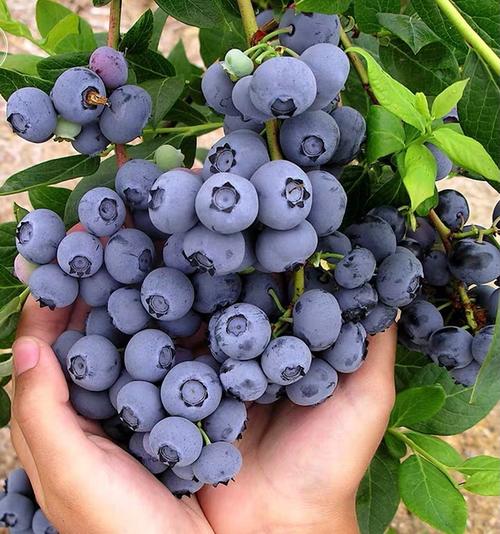 一般在超市里面我们经常能够看到蓝莓,蓝莓这种水果在超市里的售价可