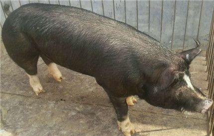 诗词 潍坊东方种猪场 写美篇客户选购种猪 待售杜洛克公猪 后备公猪