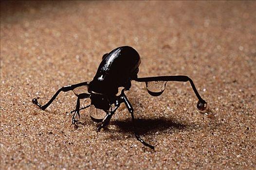 甲虫,喝,纳米布沙漠,纳米比亚