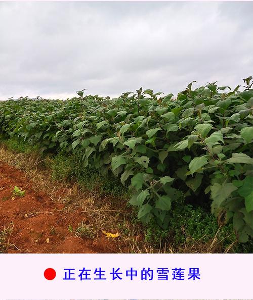 姜芮云南天山红心雪莲果种子新鲜黄心种球10斤种植苗红泥高产种苗种籽