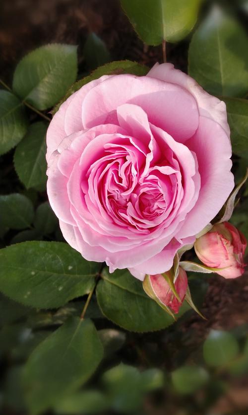 刺玫花,即玫瑰花(学名:rosa rugosa)是蔷薇科蔷薇属植物,在日常生活中