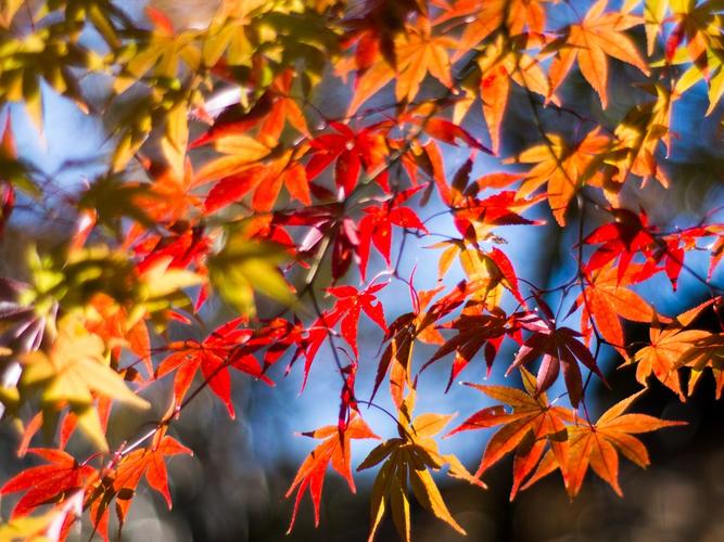 树枝,红叶,枫树,秋天,阳光 壁纸