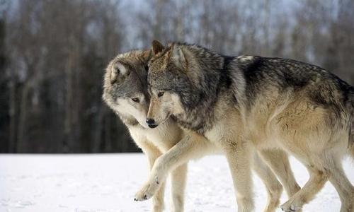 事实上,无论你饲养一只狼多少年,它都不会成为一只忠诚的狗