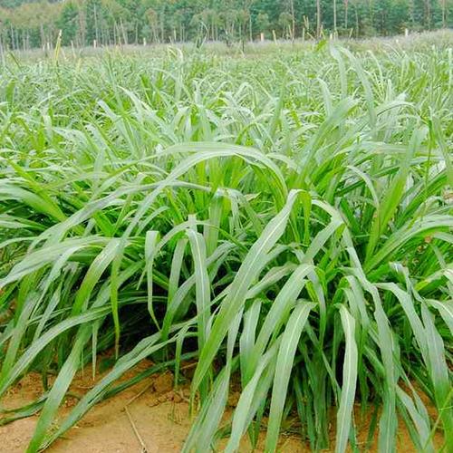 多年生黑麦草是禾本科早熟禾亚科黑麦草属多年生疏丛型草本植物.