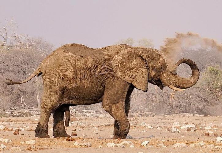 在沙漠上,大象每天跋涉50英里挖草根吃,生活不易啊!
