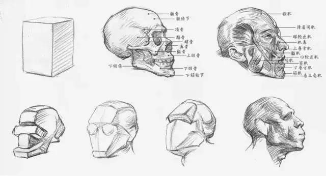 在头部的表现上要注意结构关系,基本的形状是遵循头部骨骼结构的,体积