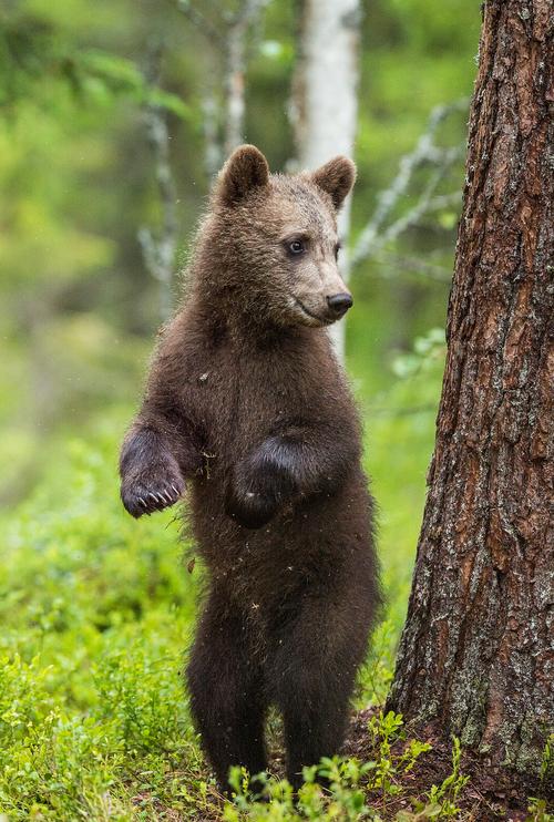 森林中站立的熊小熊站在它的后腿
