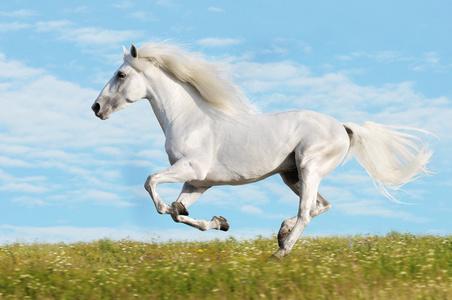 驰骋的牧场白色马跑驰骋在草原上照片