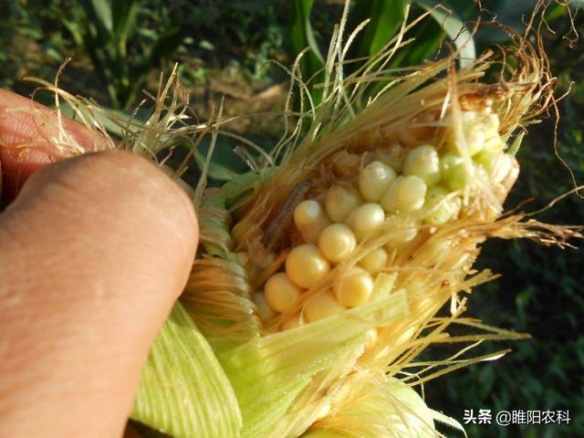 防治玉米穗期玉米螟有技巧用这个药防效可达95以上