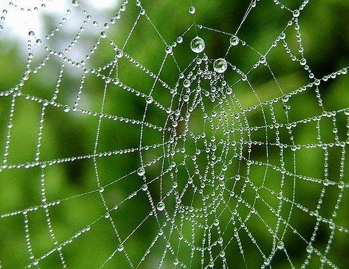 发现微妙世界:蜘蛛网怎么拍才更精美