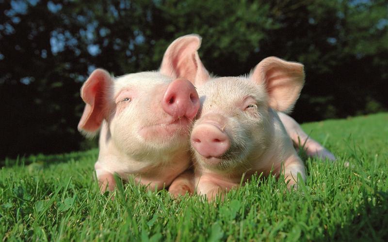 两只猪在草地上 壁纸 - 1680x1050