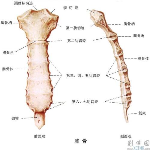 系统解剖图片   2011-01-22  2040浏览胸骨:位于胸前壁正中,可分柄,体
