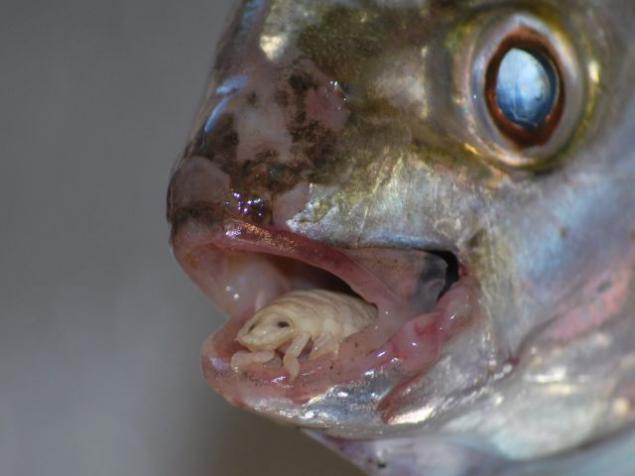 缩头鱼虱的食物或虱子 - 寄生虫,生活在鱼的嘴巴,爪子vtseplyayas到