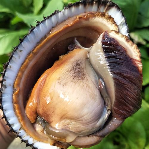 鲜活大赤贝海鲜贝类新鲜大毛蚶活蛤蜊毛蛤血蛤生吃刺身水产