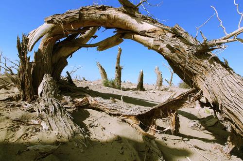 塔克拉玛干大沙漠,枯死的胡杨