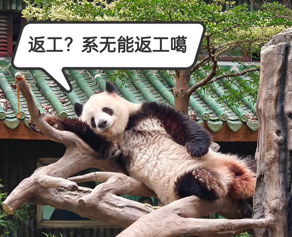 最近做的表情包系列3#广州动物园  - 抖音