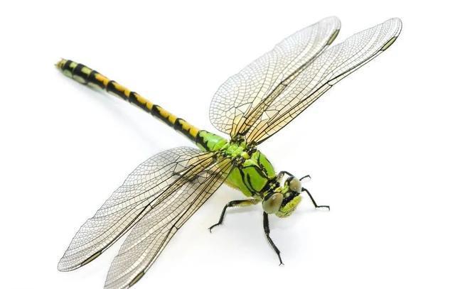 蜻蜓为何是飞行界的"典范"?科学家研究多年为何仍未研究明白?