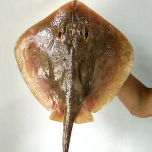 青岛新鲜老板鱼新鲜海鱼鲽鱼鳐鱼 野生大老板鱼 每条1-5斤多肉