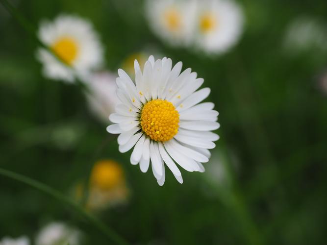 白色的雏菊花图片 - 第14张