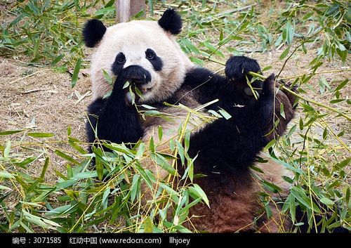 躺着吃竹子的熊猫