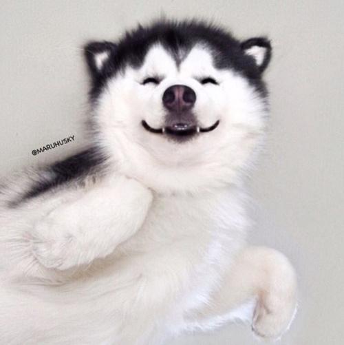 用笑容感染全世界的狗狗总眯着眼微笑的哈士奇