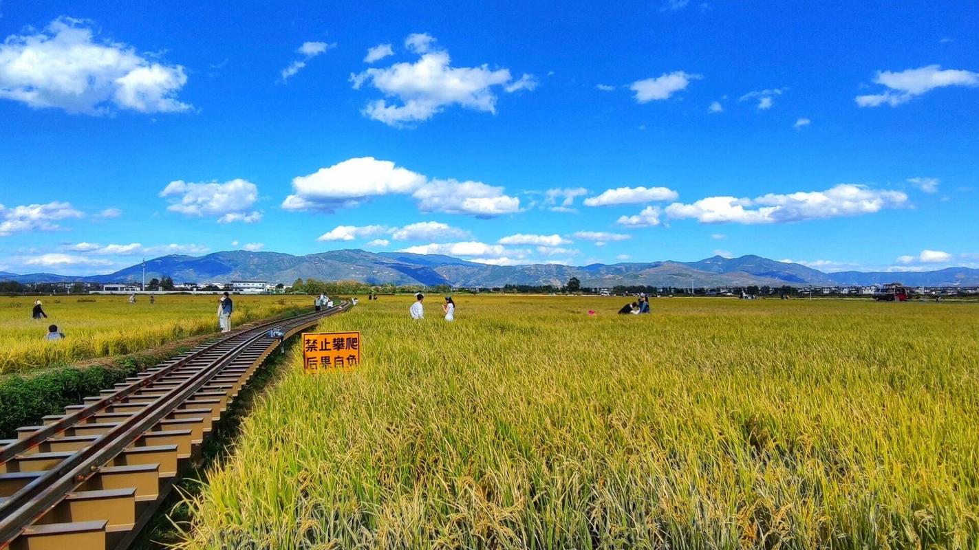 大理喜洲什么时候最美 现在这个季节去稻田超美,遇上好天气简直超出片
