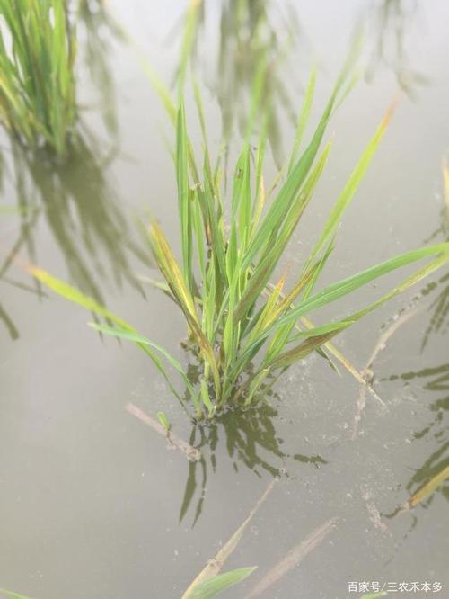 虾稻田移栽初期,实行浅水管理,减少赤枯病和小龙虾危害