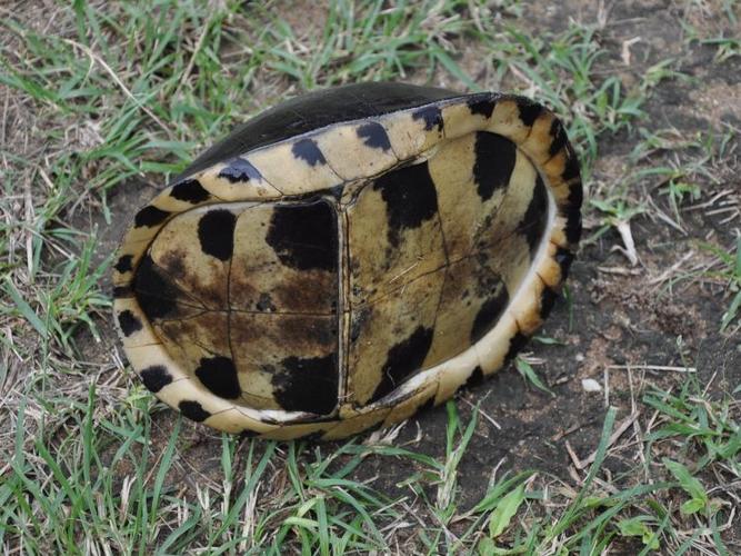  p>马来闭壳龟(学名: i>cuora amboinensis /i>)是龟科,闭壳龟属动物.