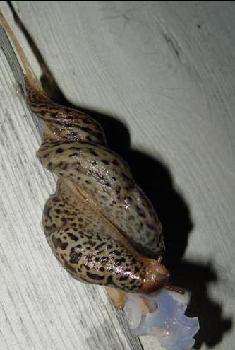 罕见蛞蝓交配 雌雄同体的生物繁衍