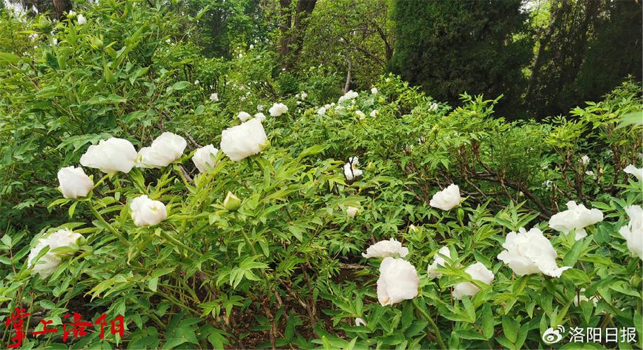 中国国花园:全园共有约150个品种牡丹开放,主要分布在秋翁遇仙亭,春归